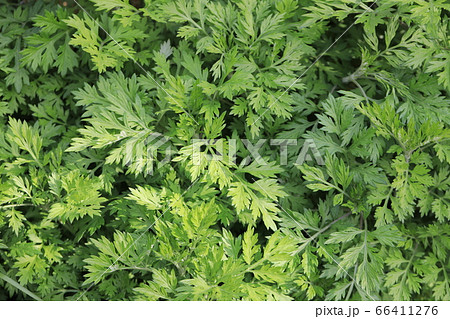 よもぎ よもぎ 66411276