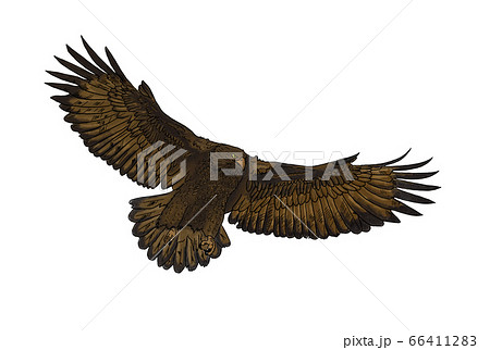 Eagleのイラスト素材