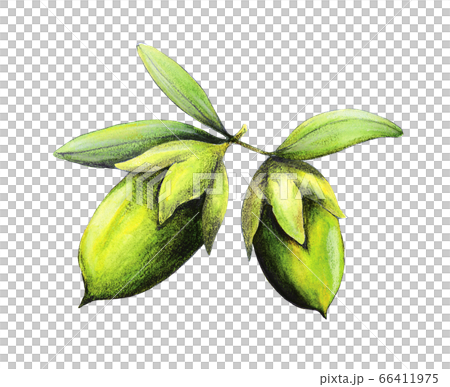 Jojoba Illustration Stock Illustration