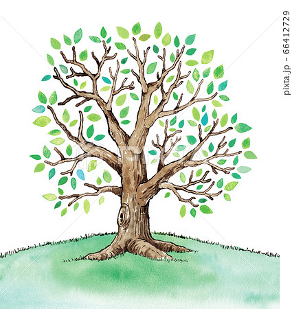 Green Leaf Tree Illustration Stock Illustration