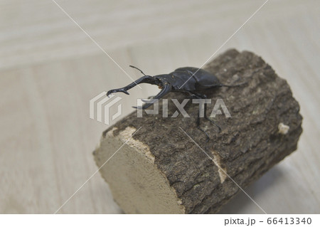 ギラファノコギリクワガタ 66413340
