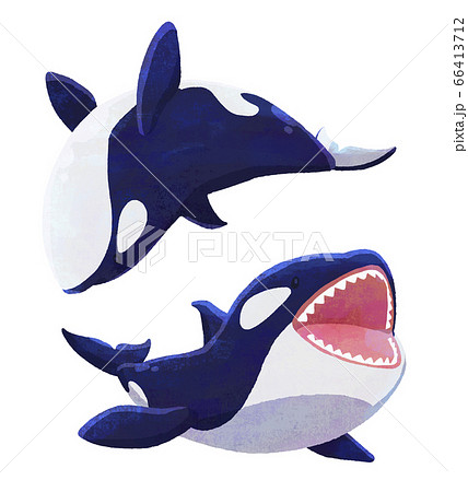 Killer Whale 08 Texture Stock Illustration