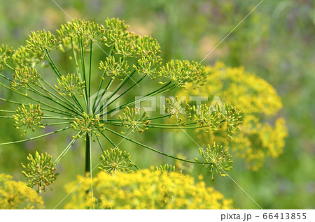 魚料理と相性抜群ハーブ ディルの花の写真素材