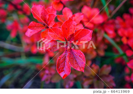 紅葉した雨上がりのドウダンツツジ 66413969