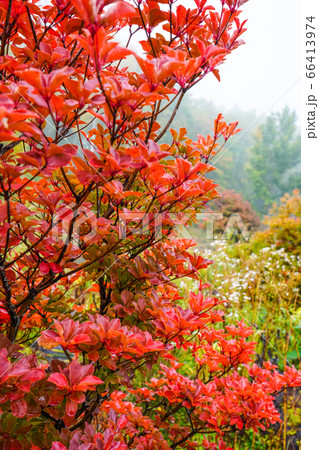紅葉した雨上がりのドウダンツツジ 66413974
