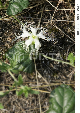 白いキカラスウリの花 白いキカラスウリの花 66413987