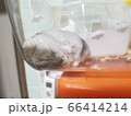 無防備な寝姿 66414214