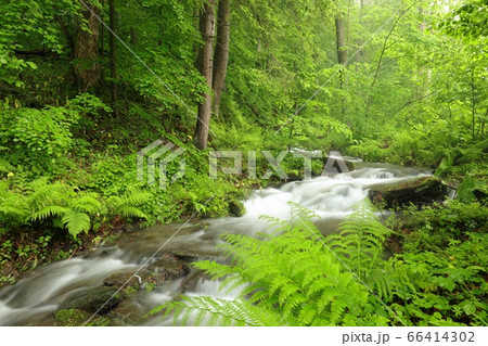 Forest stream flowing down from the mountains during rainfall Forest stream flowing down from the mountains during rainfall 66414302