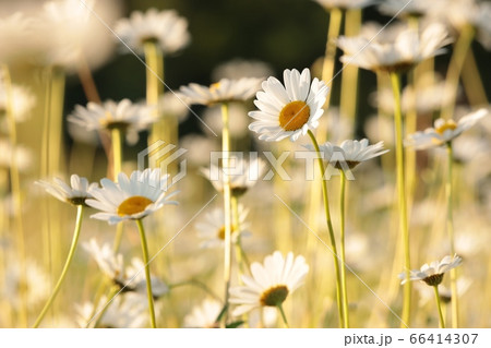 Daisies on a spring meadow at sunrise 66414307