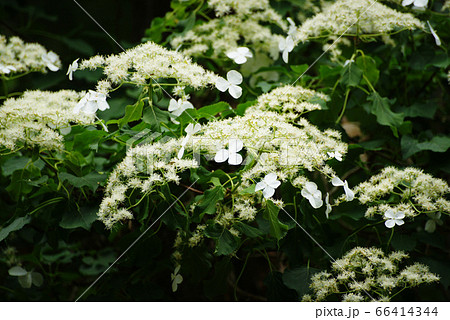 ツルアジサイ 66414344