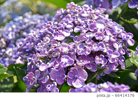 ウズアジサイ(渦紫陽花) ウズアジサイ(渦紫陽花) 66414376