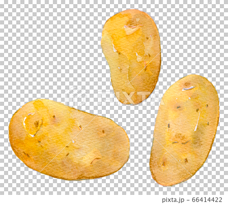 水彩插圖食品馬鈴薯化妝 水彩插圖食品馬鈴薯化妝 66414422