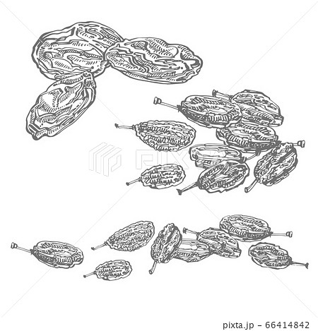 Raisins. Vector illustrations of Sketch Dried Fruits. Raisins. Vector illustrations of Sketch Dried Fruits. 66414842