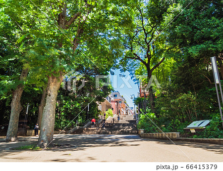 東京　井の頭公園 66415379