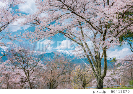 春の大町公園から望む景色【大町公園・大町山岳博物館より撮影】 春の大町公園から望む景色【大町公園・大町山岳博物館より撮影】 66415879