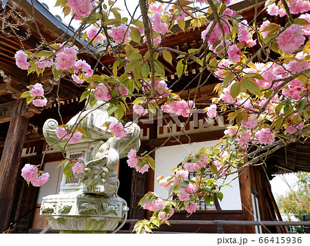 春の大津　律院の八重桜 66415936