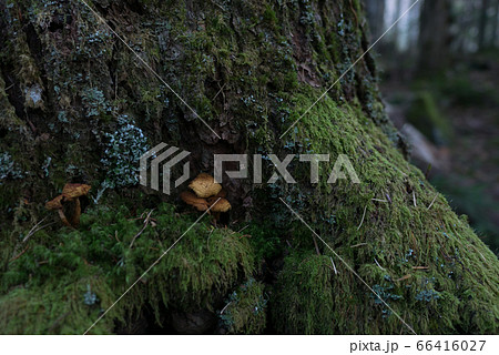 苔の生えた木の根 苔の生えた木の根 66416027