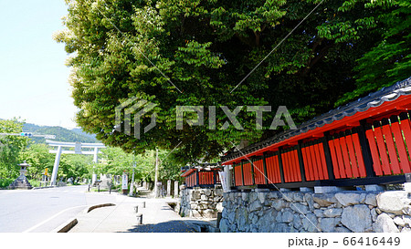 大津　坂本　大将軍神社のスダジイ 66416449