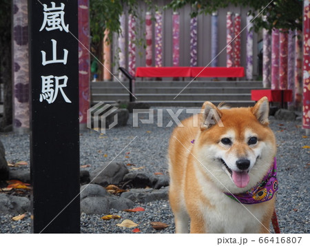 嵐山着物フォレストにて 66416807