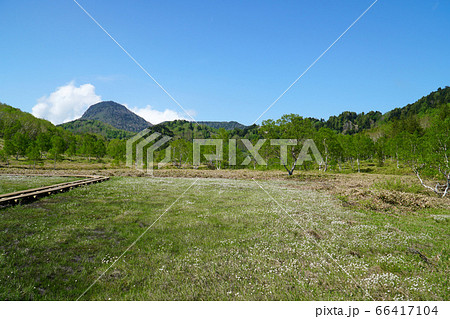ワタスゲが咲く田ノ原湿原 66417104