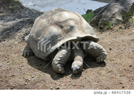 かめ・カメ・亀・KAME　　-Kedumerikugame- 66417336