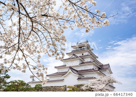 鶴ヶ城 本丸 天守閣 満開の桜 春 鶴ヶ城 本丸 天守閣 満開の桜 春 66417340