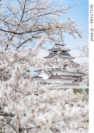 鶴ヶ城 本丸 天守閣 満開の桜 春 鶴ヶ城 本丸 天守閣 満開の桜 春 66417346