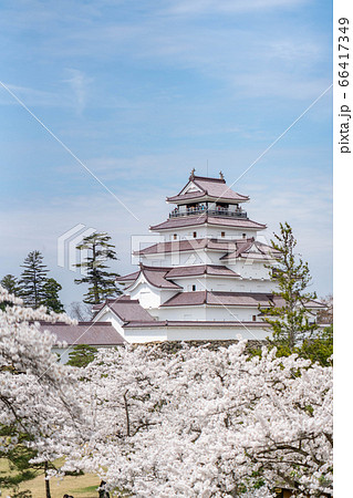 鶴ヶ城 本丸 天守閣 満開の桜 春 鶴ヶ城 本丸 天守閣 満開の桜 春 66417349