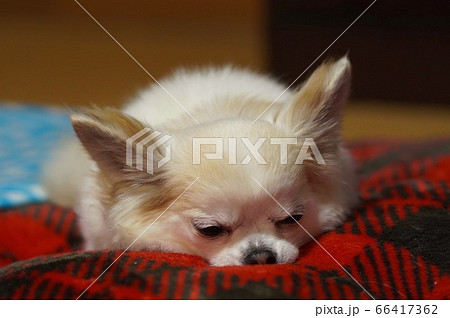 おやすみなさい おやすみなさい 66417362