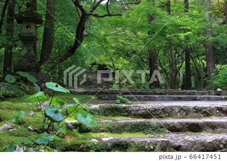 閑寂の参道 新緑 五台山竹林寺(高知県高知市) 閑寂の参道 新緑 五台山竹林寺(高知県高知市) 66417451