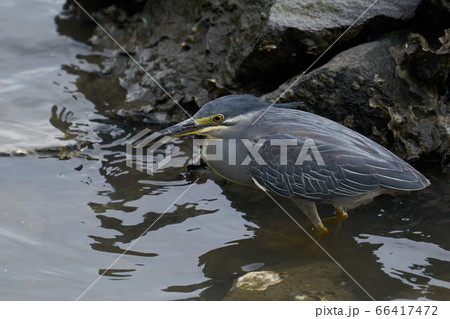 ササゴイ ササゴイ 66417472