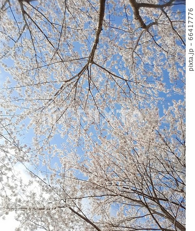 桜 桜 66417776