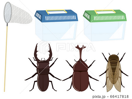 カブトムシ 66417818