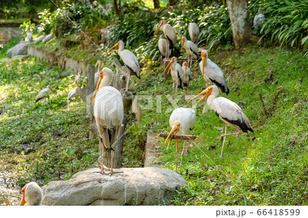 A flock of milk storks sits on a green lawn in a A flock of milk storks sits on a green lawn in a 66418599