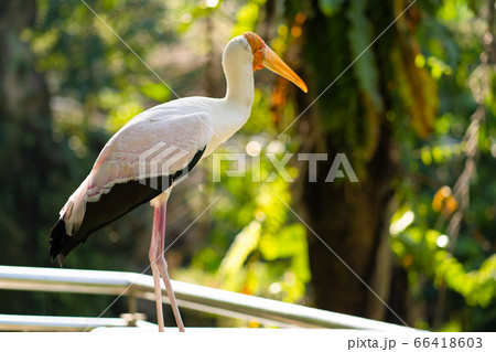 Portrait of milk stork on a fence Portrait of milk stork on a fence 66418603