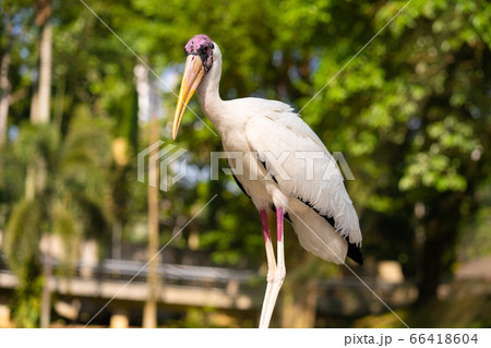 Portrait of milk stork on a fence Portrait of milk stork on a fence 66418604