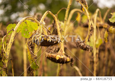 Field of ripened dry sunflowers. The time of Field of ripened dry sunflowers. The time of 66418755
