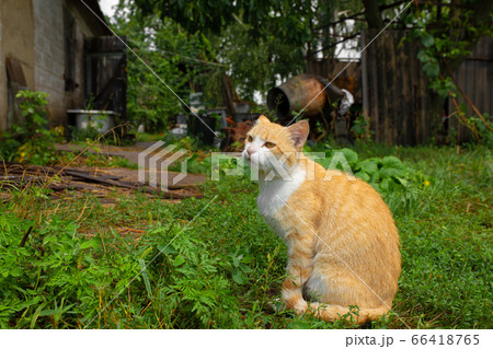 Red cat in the courtyard of the house in the 66418765
