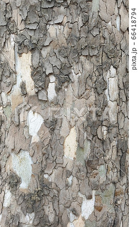 表 ラフ 昔の 66418794