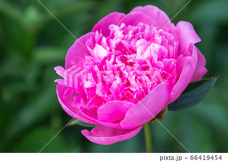 Pink peony flower on a background of emerald greenery in the garden. Pink pion. 66419454