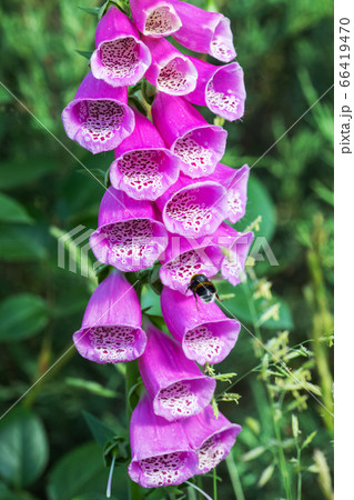 Field of wild foxglove - Digitalis purpurea Field of wild foxglove - Digitalis purpurea 66419470