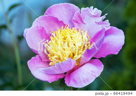 Pink peony flower on a background of emerald greenery in the garden. Pink pion. 66419494