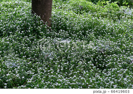 特定外来種トキワツユクサの群生 66419603