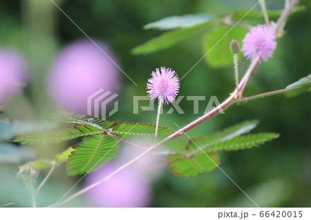 緑の中に一輪のピンク色した花お辞儀草 緑の中に一輪のピンク色した花お辞儀草 66420015