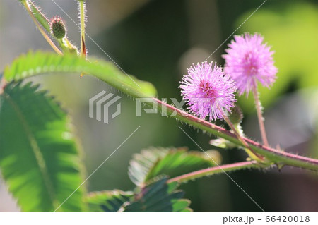 陽光に照らされた丸いピンク色の花はオジギソウ 陽光に照らされた丸いピンク色の花はオジギソウ 66420018