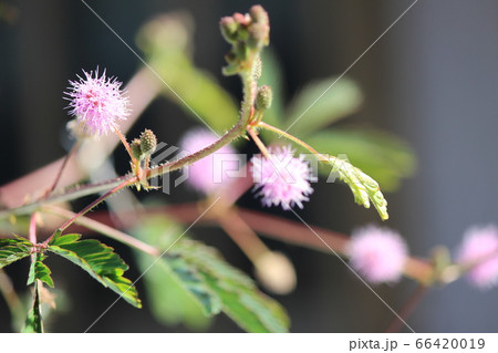 ポンポンのような丸いピンク色の花は可憐 ポンポンのような丸いピンク色の花は可憐 66420019