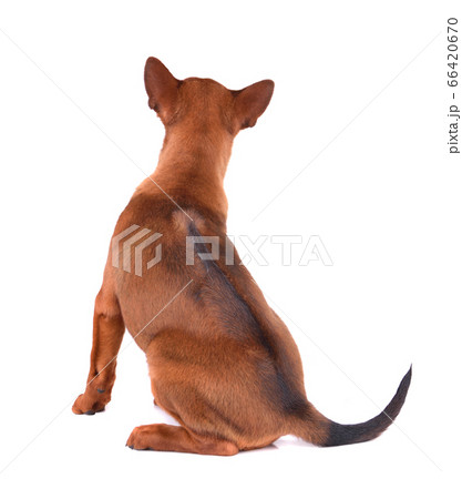 Cute puppy 66420670