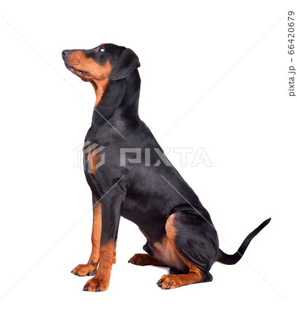 Tan-and-black German Pinscher 66420679