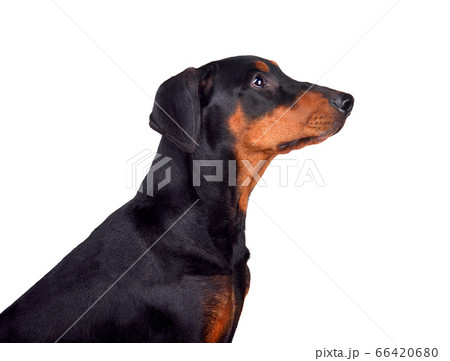 Portrait of Doberman Pinscher puppy Portrait of Doberman Pinscher puppy 66420680