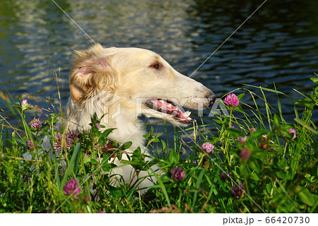 Portrate of russian borzoi Portrate of russian borzoi 66420730